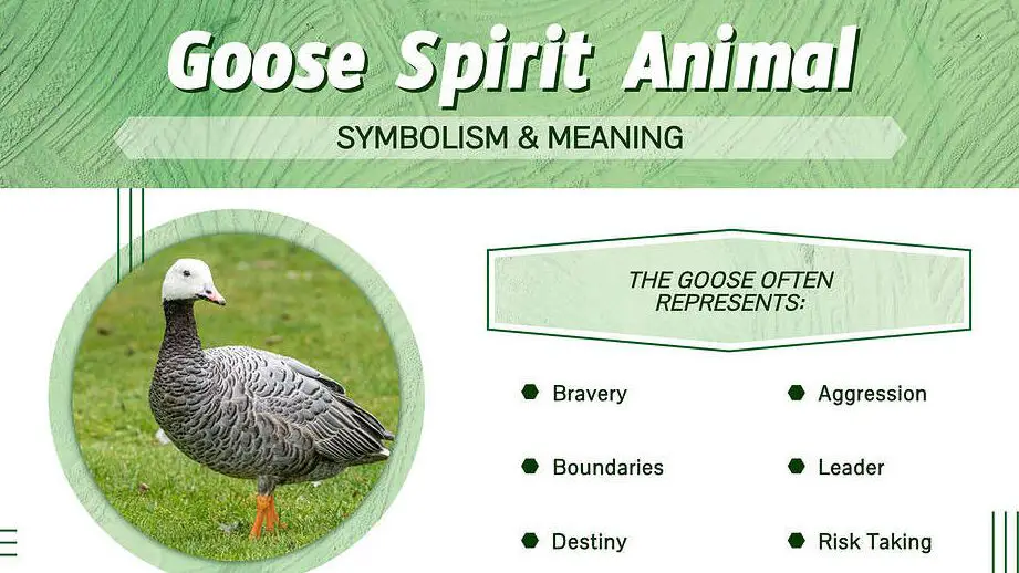 Goose Symbolism Meanings