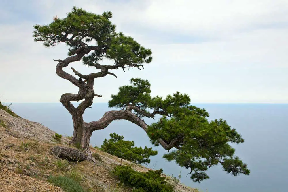 Juniper Meaning Symbolism