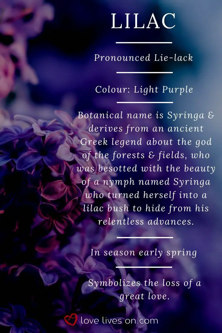 Lilac Flower Symbolism Meanings