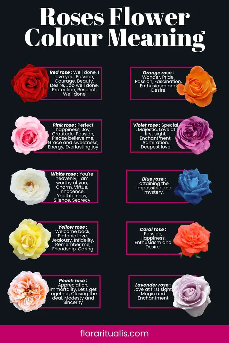 Rose Flower Symbolism Meanings