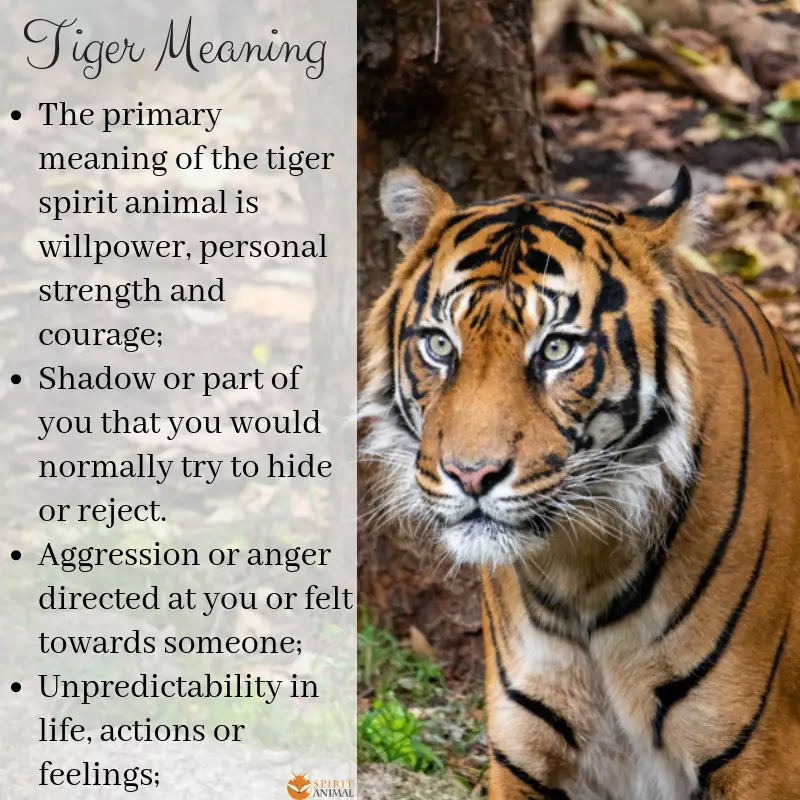 Tiger Symbolism Meanings