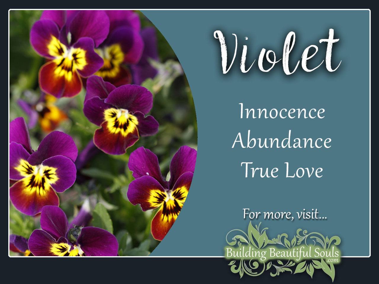 Violet Flower Symbolism Meanings