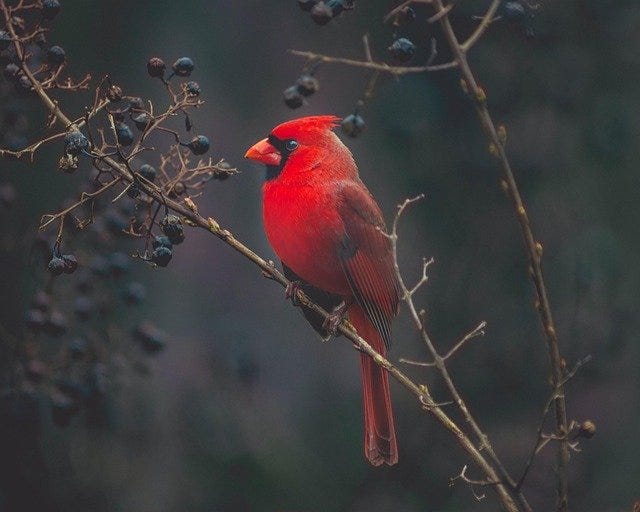 What Does It Mean When You See Two Cardinals