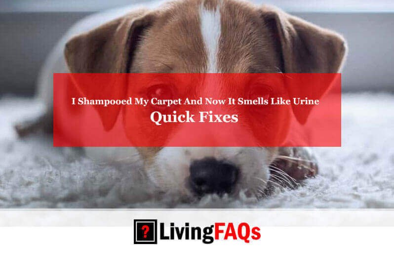 I Shampooed My Carpet And Now It Smells Like Urine-FI