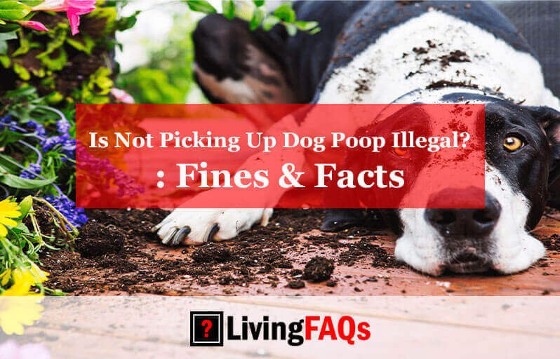 Is Not Picking Up Dog Poop Illegal-FI