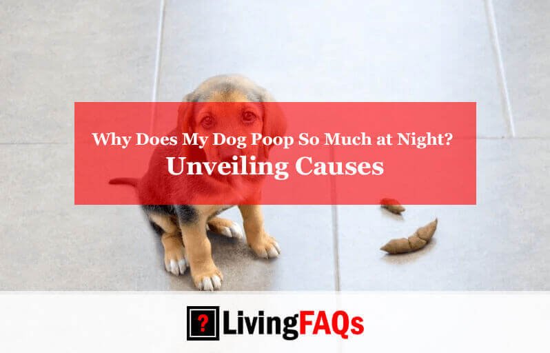 Why Does My Dog Poop So Much at Night-FI